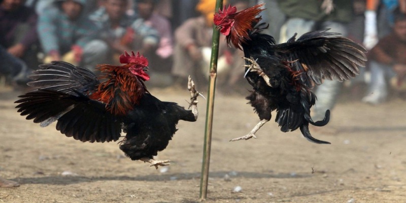 a roosters fighting in the air