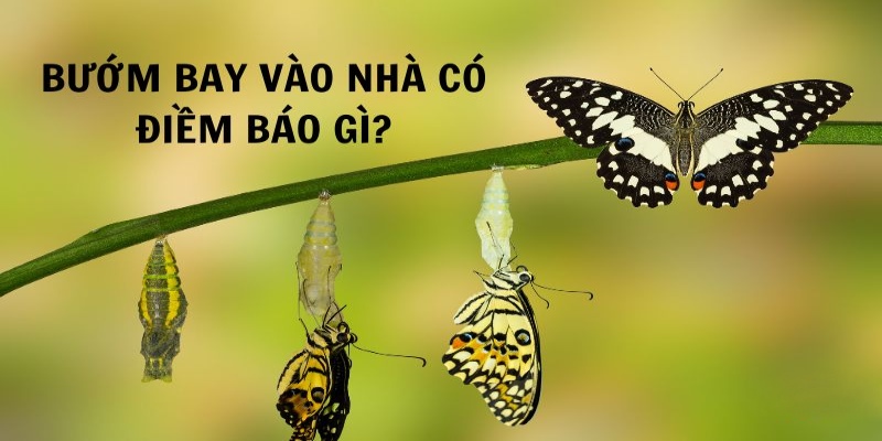 Giấc mơ thấy bướm vào nhà dự báo điều tốt lành, may mắn sắp đến