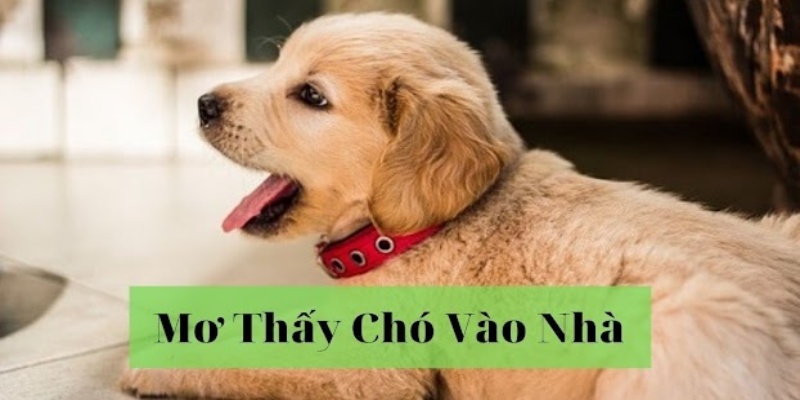 mơ thấy chó vào nhà