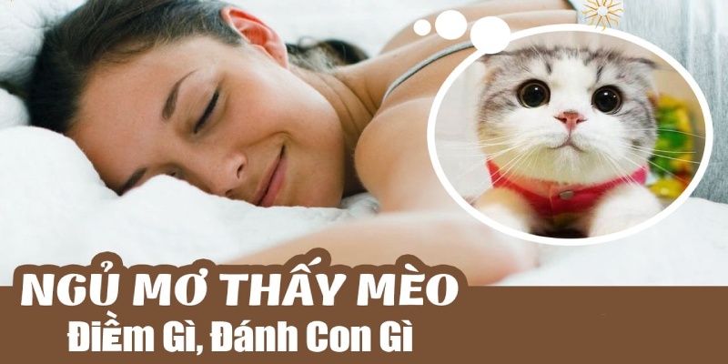 Số may mắn cho cược thủ khi nằm mơ thấy mèo