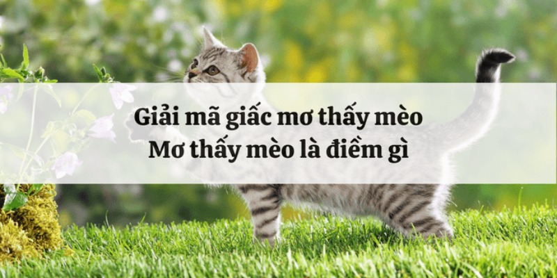 Ý nghĩa của giấc mơ thấy mèo trong phong thuỷ